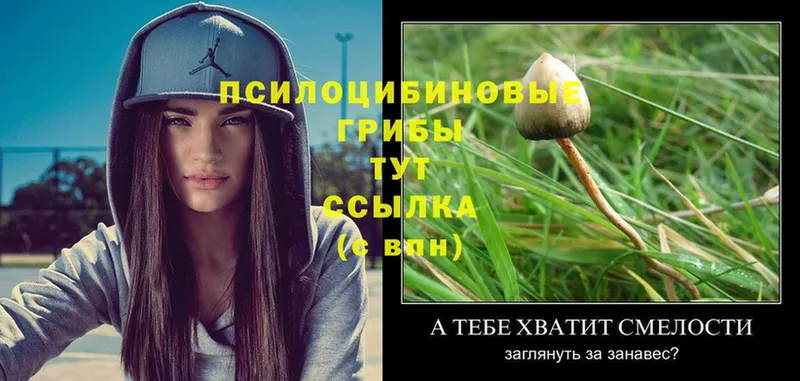 Галлюциногенные грибы Psilocybine cubensis Абаза